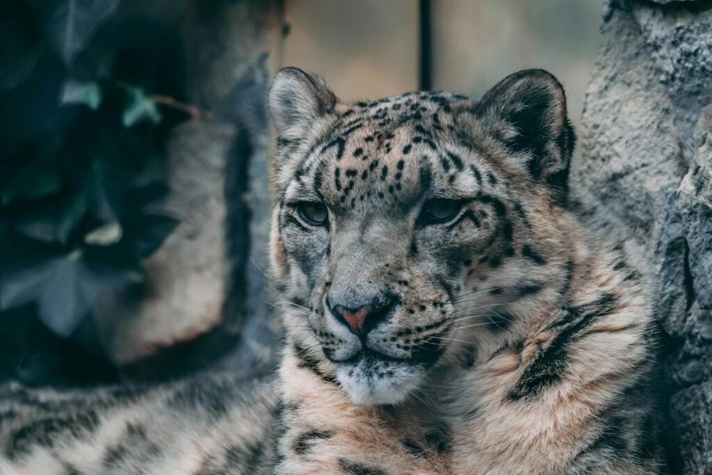 big cat protection: Close-up portrait of a snow leopard resting in a rocky setting, showcasing its beauty.