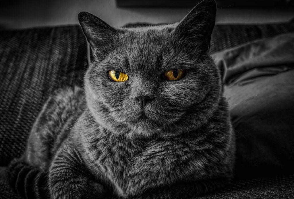 mediveal cat