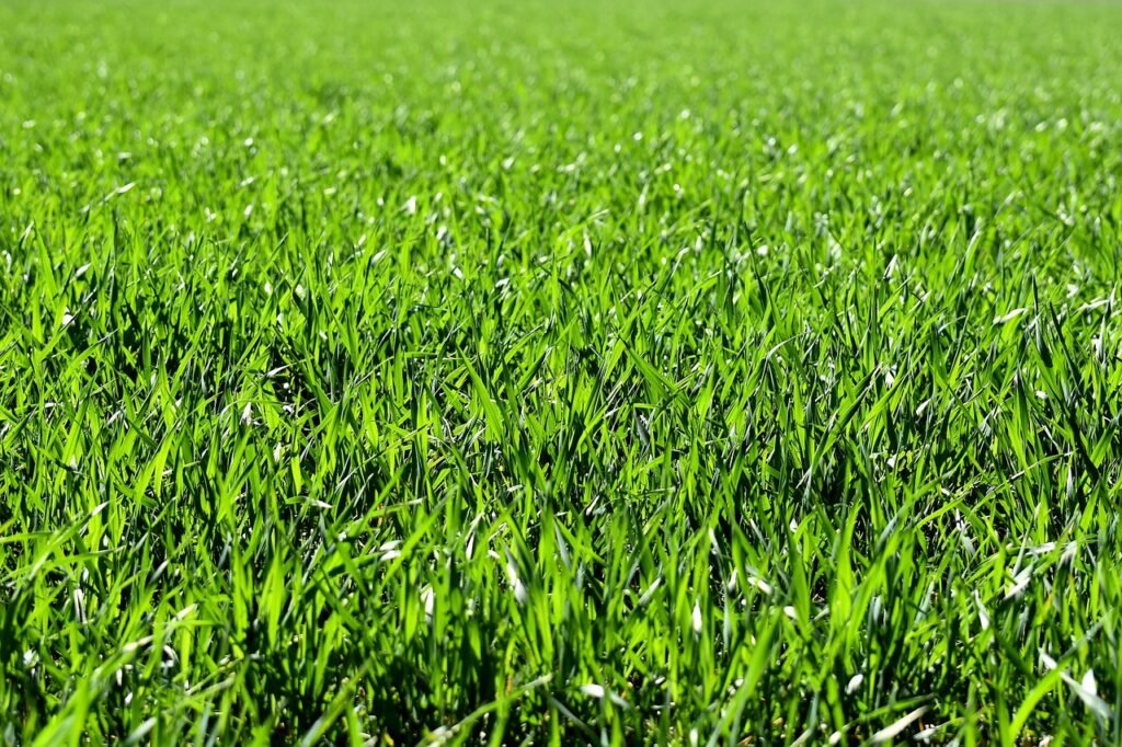 meadow, field, nature, grass, landscape, grassy, grasslands, grass blades, lush, green, greenery, green grass, lawn, meadow, field, field, grass, grass, green, green, green, green, lawn, lawn, lawn, lawn, lawn