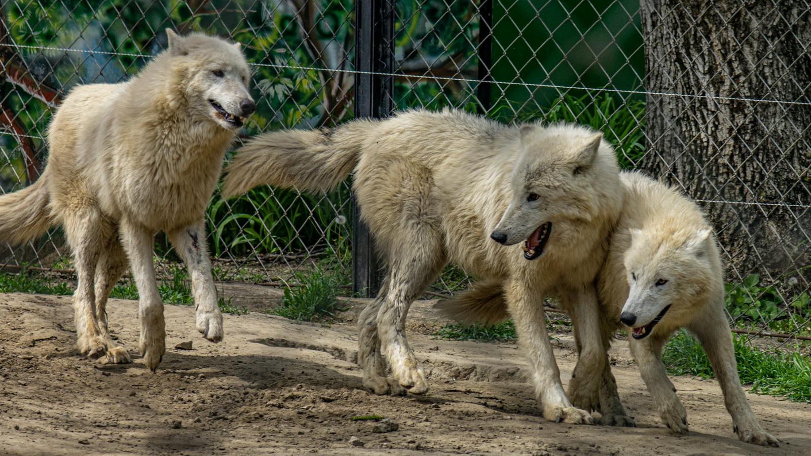 Three white wolves interacting playfully in a fenced outdoor enclosure. The wolves display social behavior typical of pack animals, highlighting their natural dynamics and hierarchy.