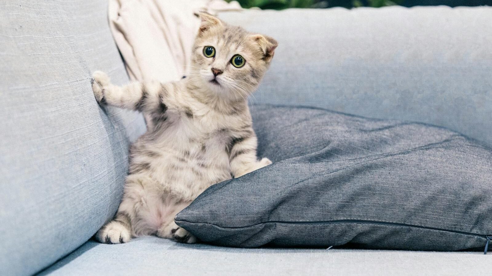 Playful Kitten Relaxing on a Couch