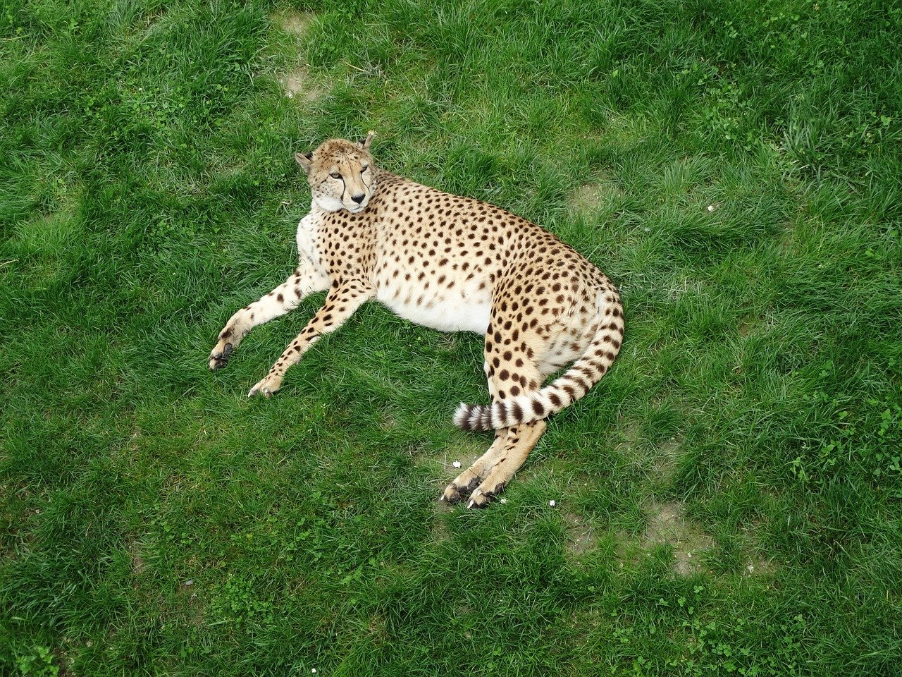 Photo by muweb Panthera pardus cat's tail