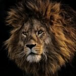 big cats roar