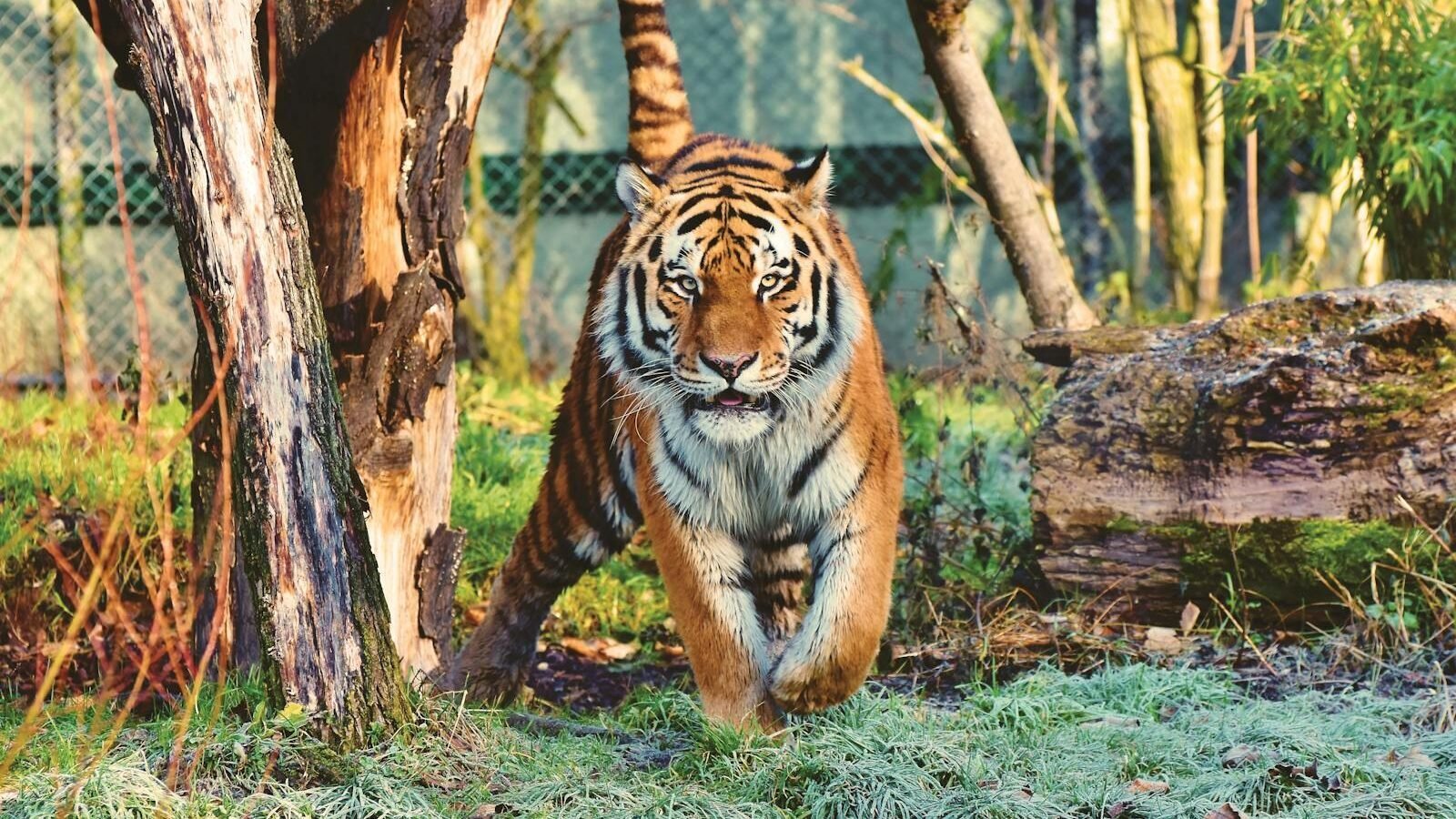 A Bengal tiger walking confidently through a forested area with sunlight filtering through the trees. The vibrant orange coat and black stripes make the tiger stand out in its natural environment.