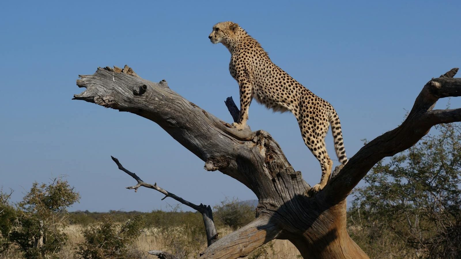 A cheetah standing tall on a tree branch, scanning its surroundings in a vast savannah under a clear blue sky