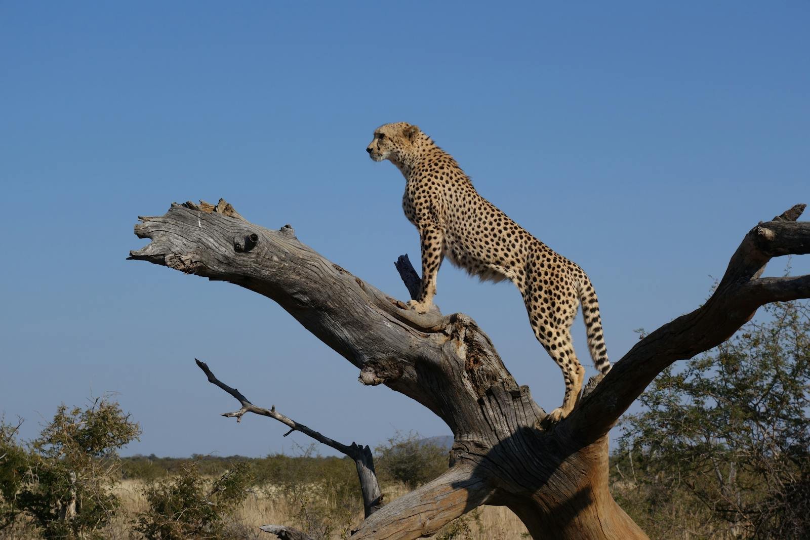 Defforestation: Majestic cheetah on a tree trunk overlooking the savannah, South Africa.