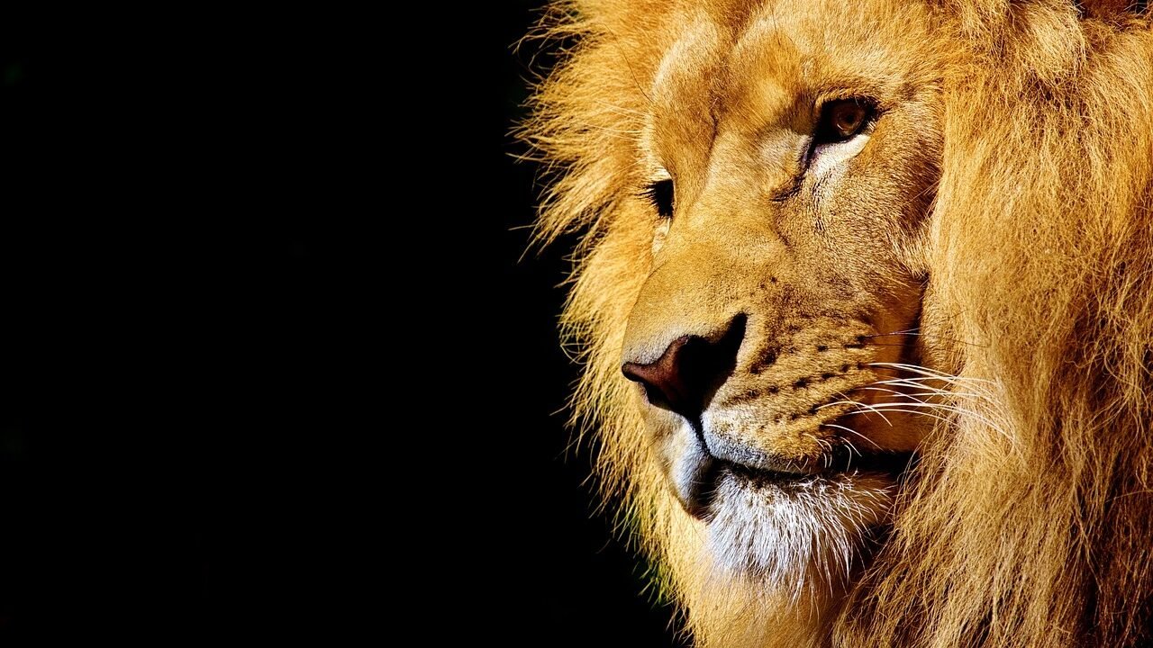 Close-up of a majestic lion with a golden mane against a black background.