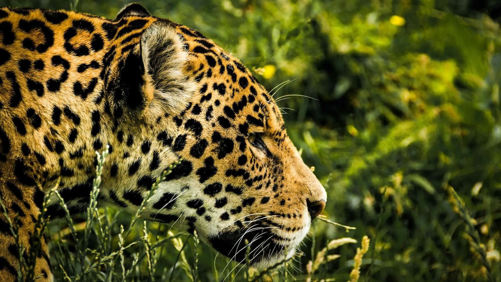 A close-up of a jaguar walking through a dense green environment. Its distinctive spotted coat and intense focus showcase the jaguar's elegance and strength in its natural habitat.