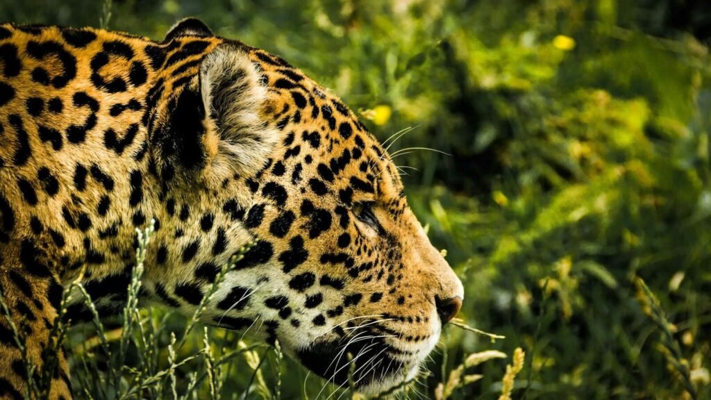 A close-up side profile of a leopard walking through tall grass in a lush green environment, with sunlight highlighting its spotted coat.