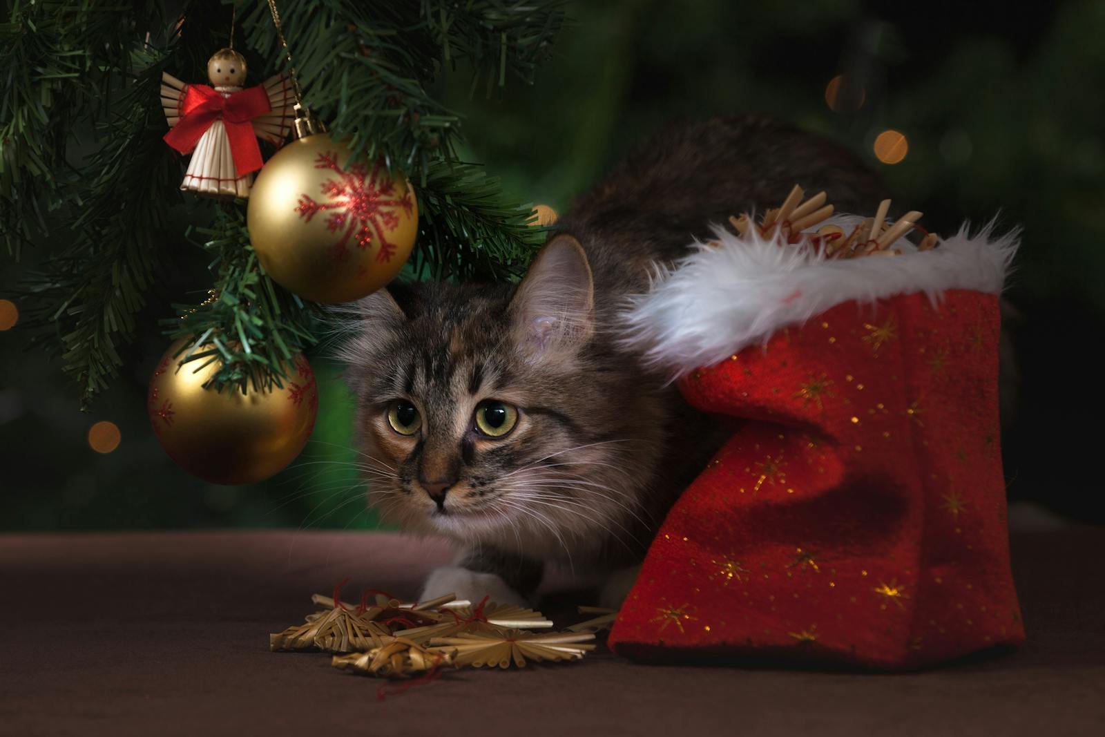 Photo by Pixabay Cat breeds: A curious cat exploring under a Christmas tree with festive decorations and a Santa bag.