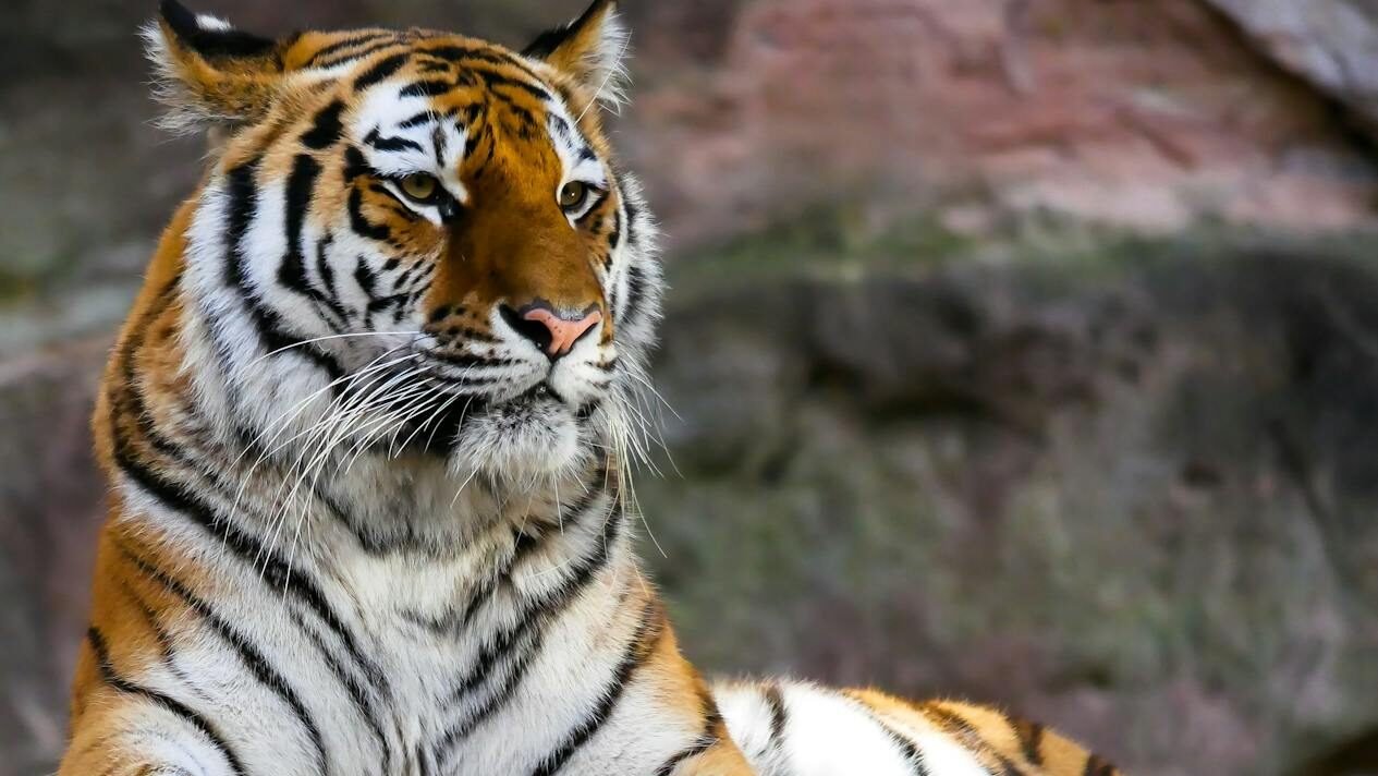 A majestic Bengal tiger lounging on a wooden platform, with its front paws extended and a calm yet regal expression. The background features natural rock formations, adding to the wild ambiance.