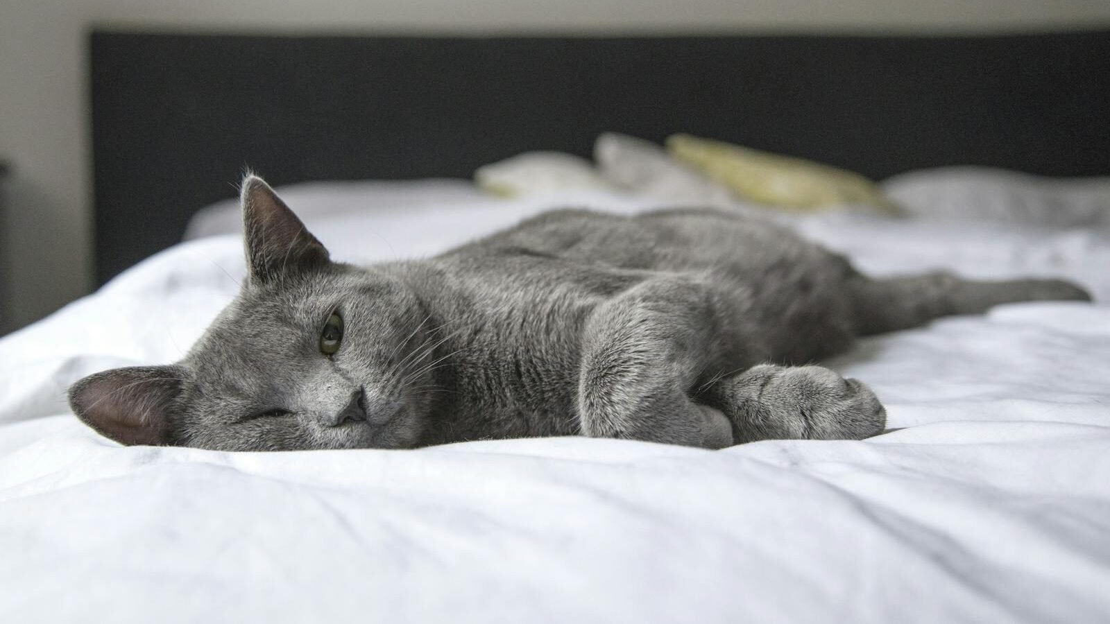 A sleek gray cat lounging comfortably on a white bed, with its eyes half-closed, exuding a relaxed and tranquil vibe in a cozy bedroom setting.