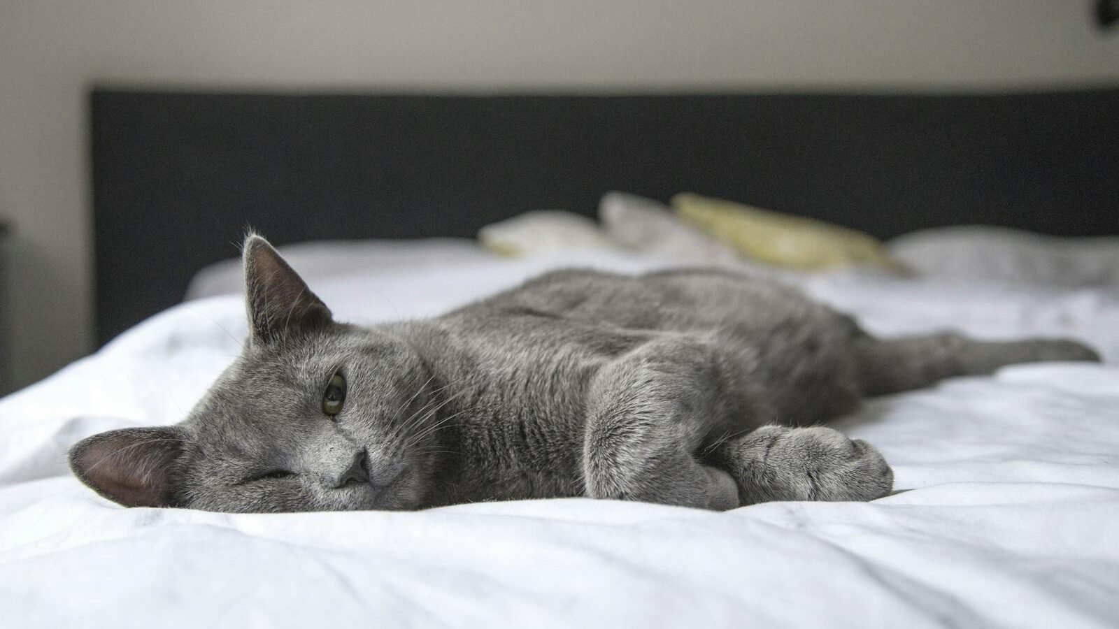 A gray cat peacefully resting on a white bed, with its eyes partially closed and a cozy indoor setting in the background.