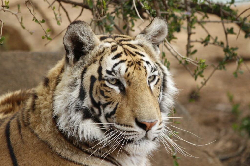 cultures: brown and black tiger on brown grass during daytime