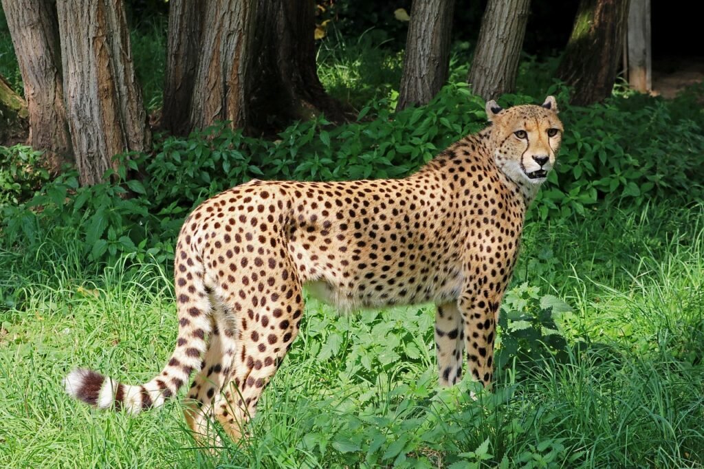 cheetah, predator, africa, nature, big cat, wild animal, zoo, wildcat, tiergarten, cheetah, cheetah, cheetah, cheetah, cheetah