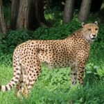 cheetah, predator, africa, nature, big cat, wild animal, zoo, wildcat, tiergarten, cheetah, cheetah, cheetah, cheetah, cheetah