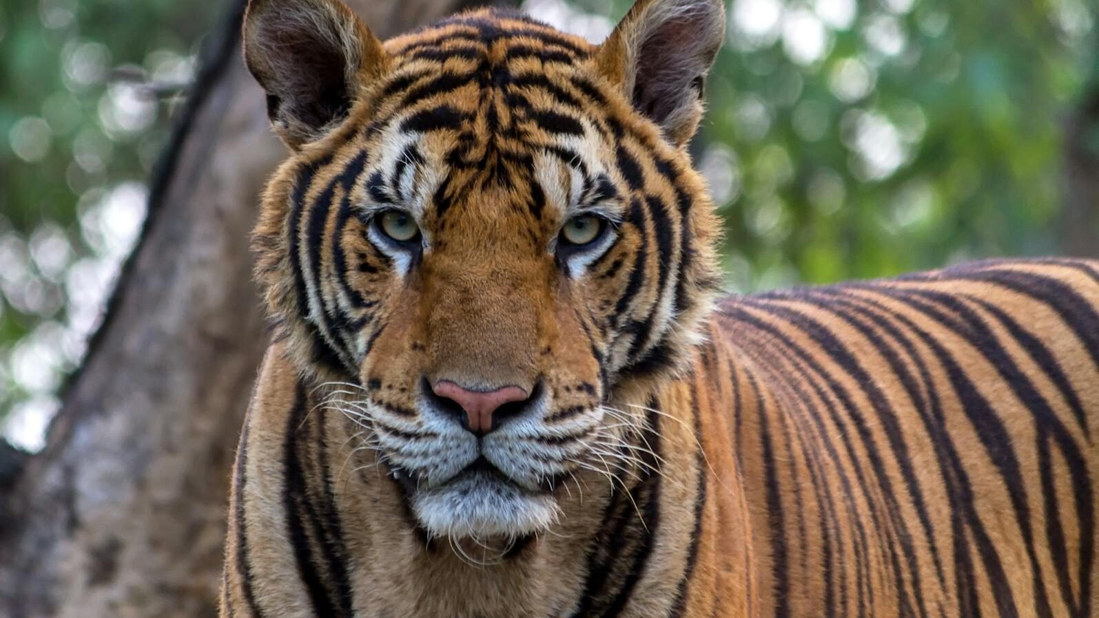 A close-up of a Bengal tiger in its natural habitat, with piercing eyes and a striking orange coat with black stripes. The lush greenery in the background emphasizes the beauty of wildlife.