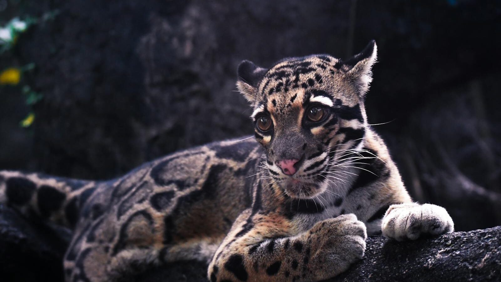 A clouded leopard resting on a rocky surface, showcasing its striking patterned coat and intense gaze in a naturalistic setting.