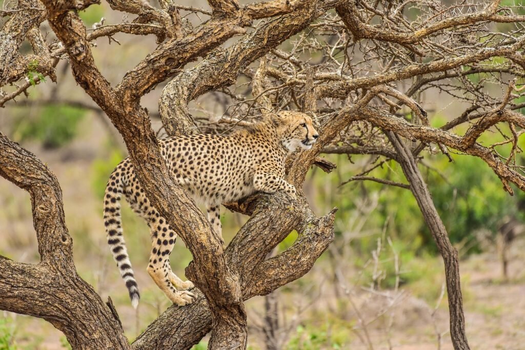 cheetah, phinda, south africa, safari, pet, travel, predator, wildlife, animal, camouflage, carnivore, wild, spotted, fast, feline, hunter, game, mammal, speed, africa, wildcat, cat, brown gaming, nature, brown game, brown games, cheetah, cheetah, cheetah, cheetah, cheetah, camouflage