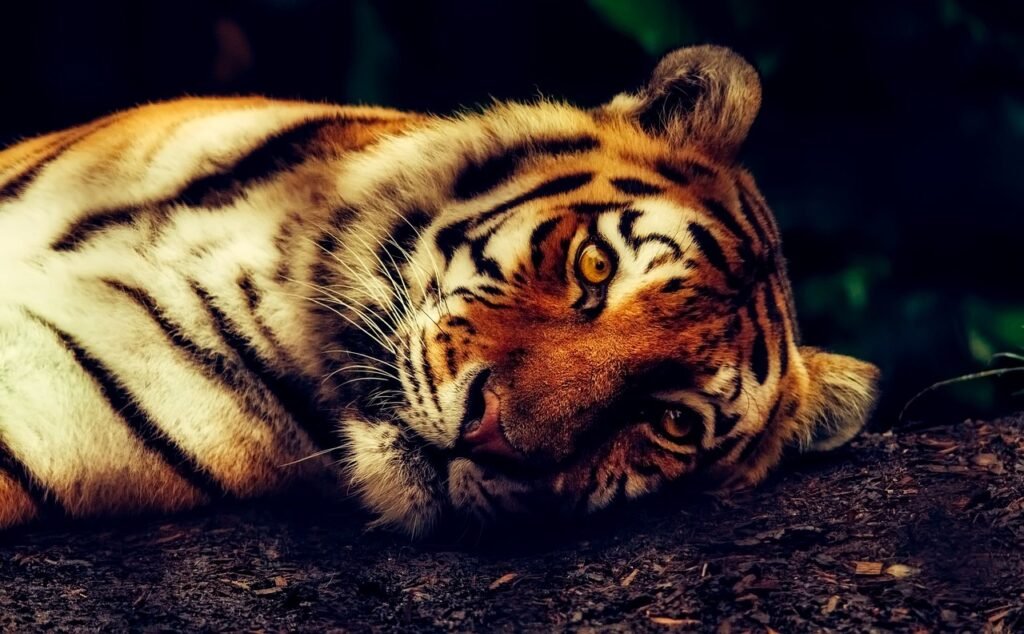 tiger, animal, wildlife, resting, close up, predator, head, tiger head, wild cat, big cat, wild, wild animal, animal world, wildlife photography, tiger, tiger, tiger, nature, tiger, tiger