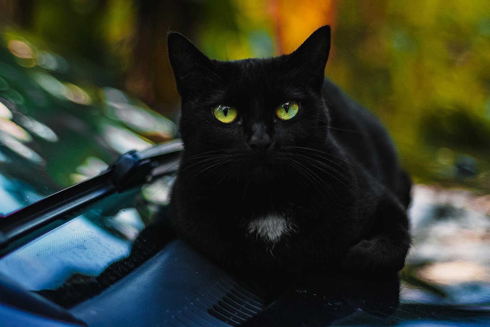Photo by Marcelo Chagas Black cat: Captivating close-up of a black cat with striking green eyes and a serene expression.