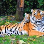 A majestic tiger lying on the grass with a playful tiger cub resting its head on the adult's shoulder, surrounded by trees and greenery.