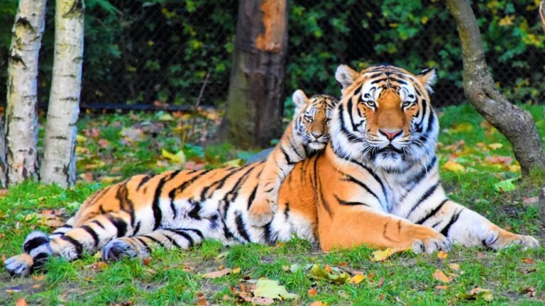 A majestic tiger lying on the grass with a playful tiger cub resting its head on the adult's shoulder, surrounded by trees and greenery.