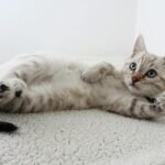 cat evolution: Cute domestic kitten with blue eyes lying on a fluffy rug, looking curious.