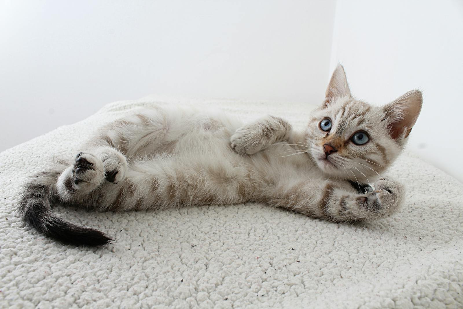 cat evolution: Cute domestic kitten with blue eyes lying on a fluffy rug, looking curious.