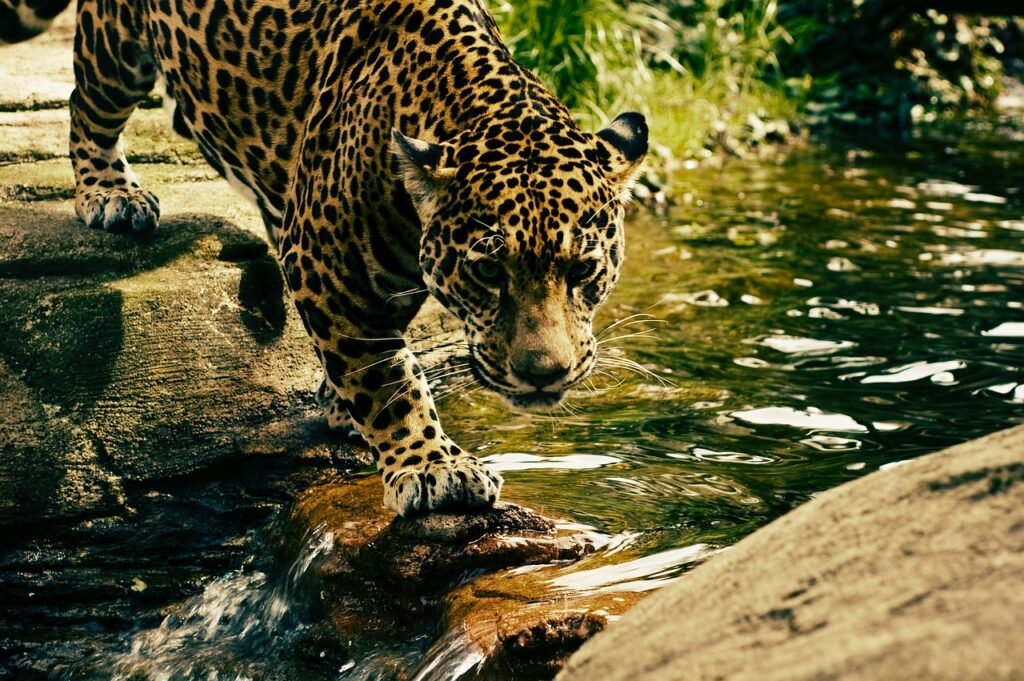 leopard, predator, wild cat, animal, wildlife, nature, wild animal, wild, wilderness, wildlife photography, animal world, big cat, feline, leopard, leopard, leopard, leopard, leopard