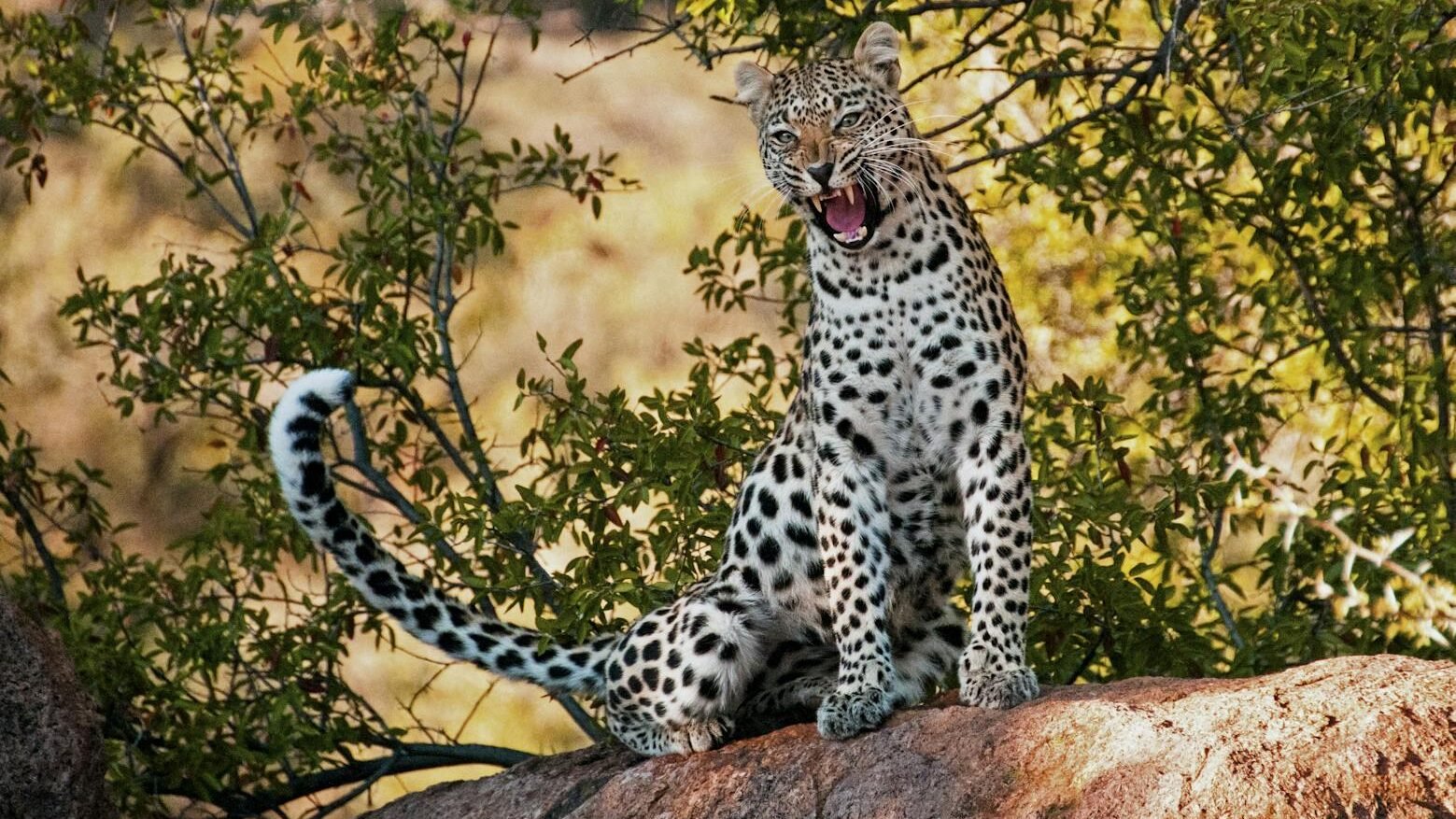 A leopard sitting on a rock, surrounded by dense foliage. The big cat has a spotted coat and is captured mid-yawn, with its mouth wide open, in a natural forest setting.