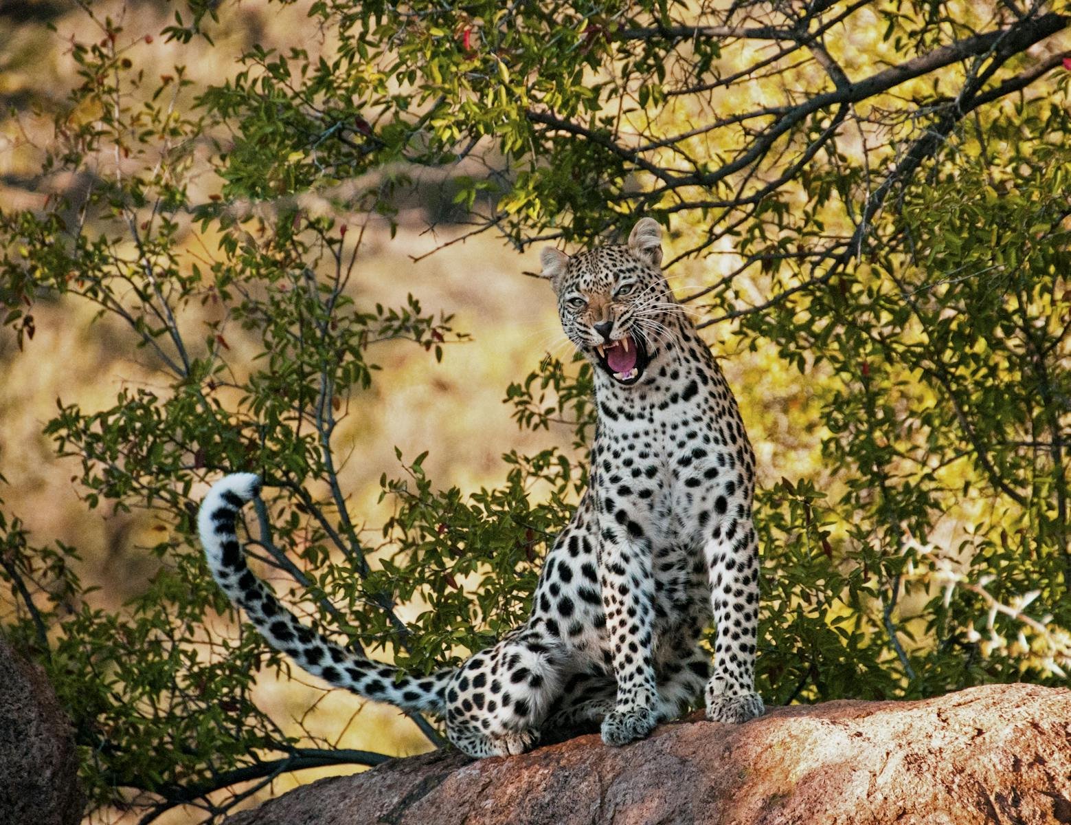 Photo by Pixabay A stunning leopard sits roaring on a rock surrounded by lush greenery in its natural habitat.