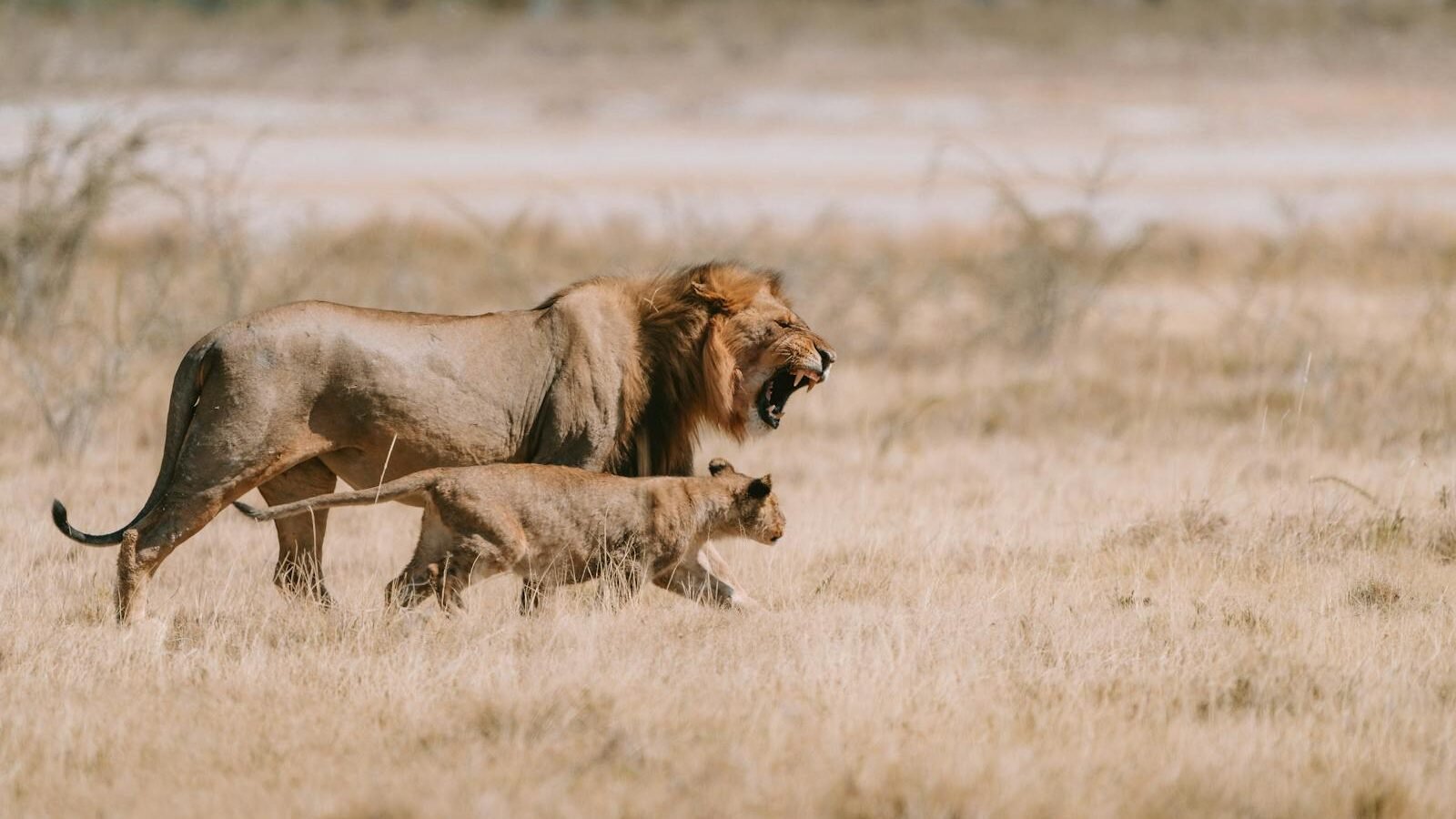 A male lion and a lioness walking together through a dry grassland savanna, with the horizon visible in the background. The male lion has a thick mane, while the lioness walks closely beside him.