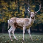roe deer, deer, antlers, forest animal, wildlife, wilderness, animal, mammal, animal world, wildlife photography, fauna, forest, fallow deer, hirsch, nature, deer, deer, deer, deer, deer, animal