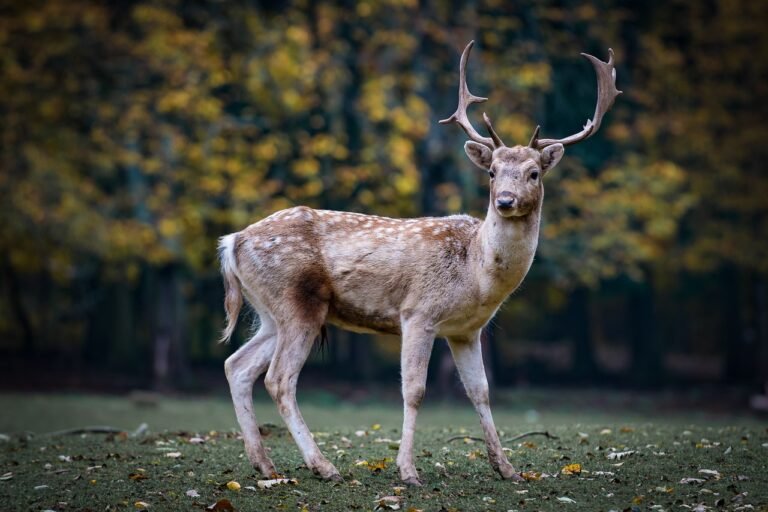 roe deer, deer, antlers, forest animal, wildlife, wilderness, animal, mammal, animal world, wildlife photography, fauna, forest, fallow deer, hirsch, nature, deer, deer, deer, deer, deer, animal