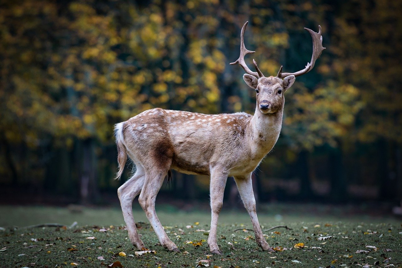 roe deer, deer, antlers, forest animal, wildlife, wilderness, animal, mammal, animal world, wildlife photography, fauna, forest, fallow deer, hirsch, nature, deer, deer, deer, deer, deer, animal