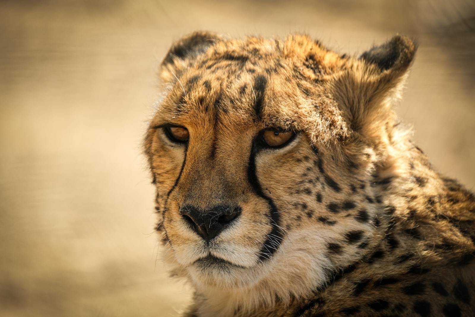 Cats eyes: Close-up portrait of a cheetah showcasing its fierce gaze and beautiful spots.