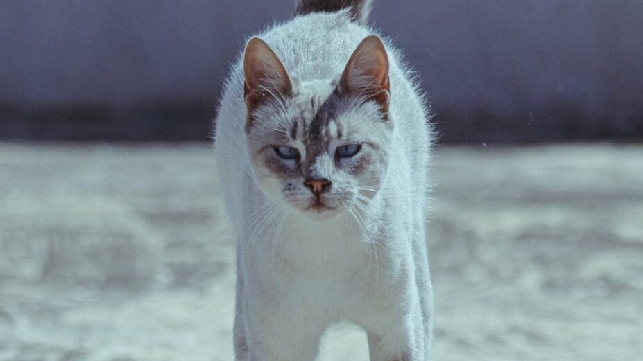 White cat with gray markings confidently walking forward on a sandy surface, tail upright and gaze focused.