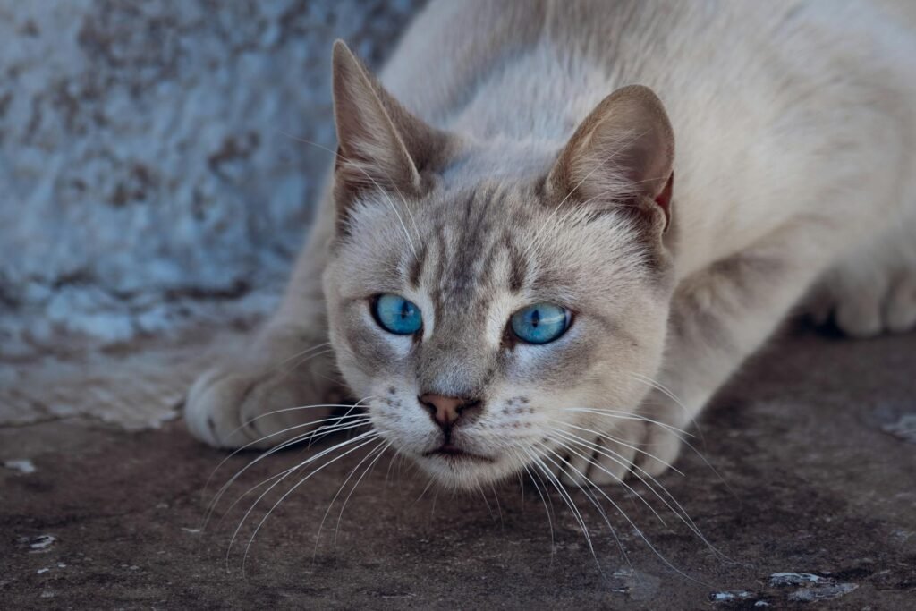 Cats hunting: Close-up of a blue-eyed cat in a crouched hunting stance on a concrete floor.