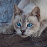 Cats hunting: Close-up of a blue-eyed cat in a crouched hunting stance on a concrete floor.