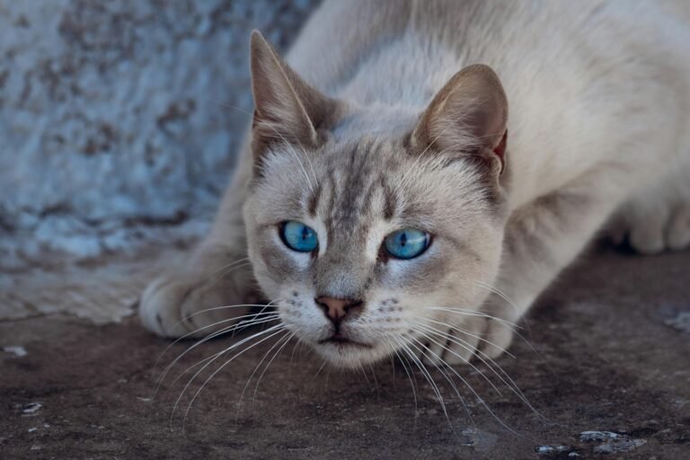 Cats hunting: Close-up of a blue-eyed cat in a crouched hunting stance on a concrete floor.