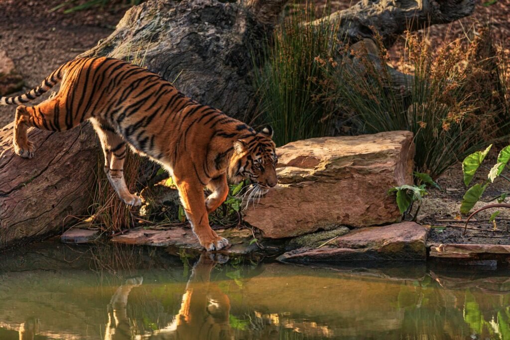 big cat