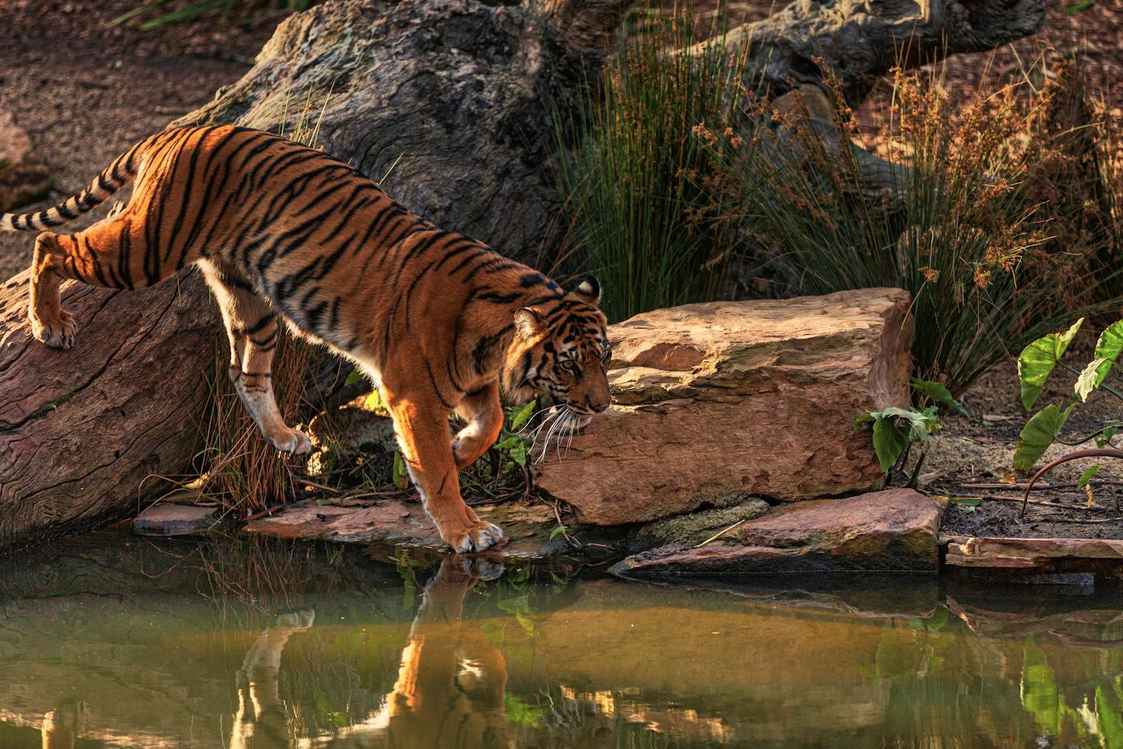 Photo by Robert Stokoe Bengal tiger stepping cautiously into a pond, surrounded by natural rock setting.