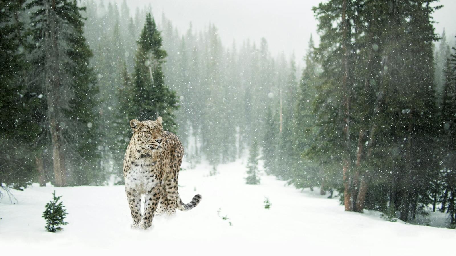 A snow leopard walking gracefully through a snowy forest during a snowfall. The majestic animal blends seamlessly with the snow-covered ground and tall evergreen trees, showcasing its natural habitat.