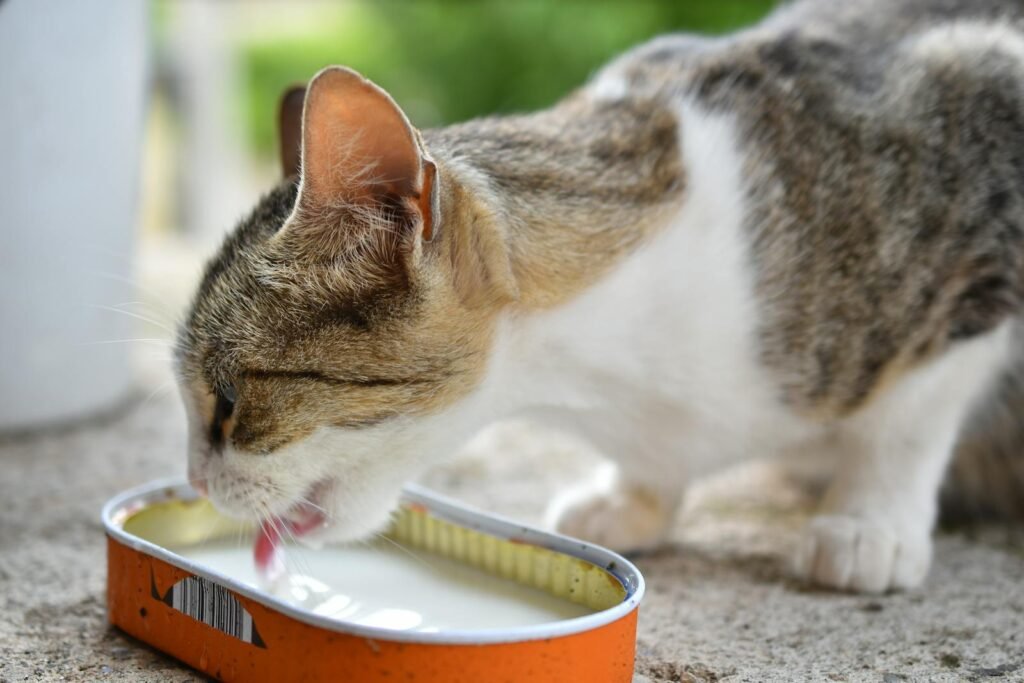 cat drinking milk