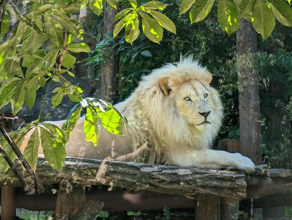 Cats eyes: A stunning white lion resting amidst greenery in a zoo setting, exuding majesty.
