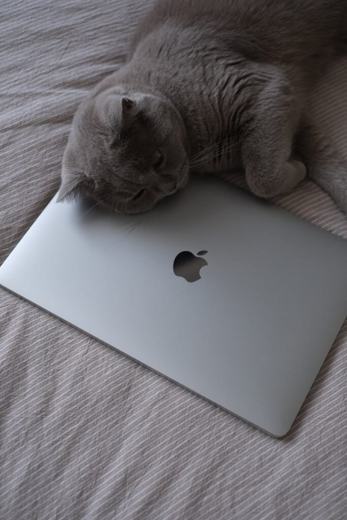 A gray British Shorthair cat lying comfortably on a closed laptop indoors.