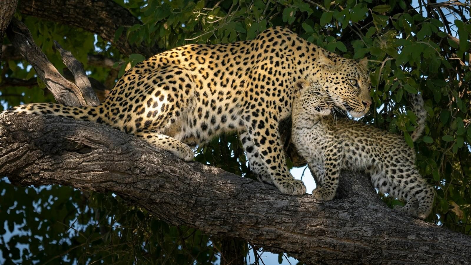 A leopard mother and cub share a tender moment on a tree branch.