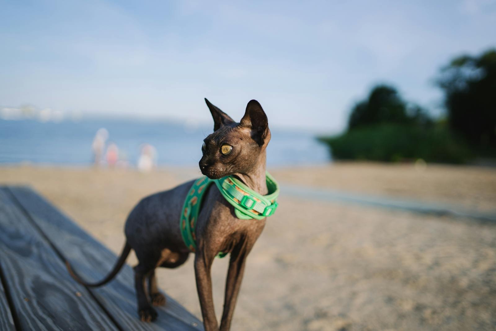 Photo by Diogo Miranda Cat breeds: A sphinx cat with a vibrant collar enjoys the beach on a sunny day, capturing a serene moment.