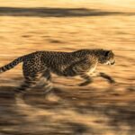 cat introduction: A dynamic capture of a leopard sprinting through the savanna, showcasing its agility and speed.